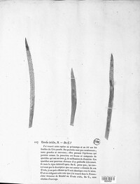 Puccinia iridis image